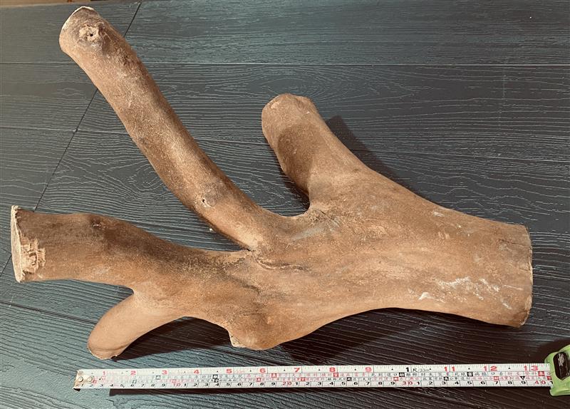 小果苦茶樹樹材(隨機出貨),藏山椿工坊